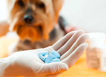 Veterinary Medicines